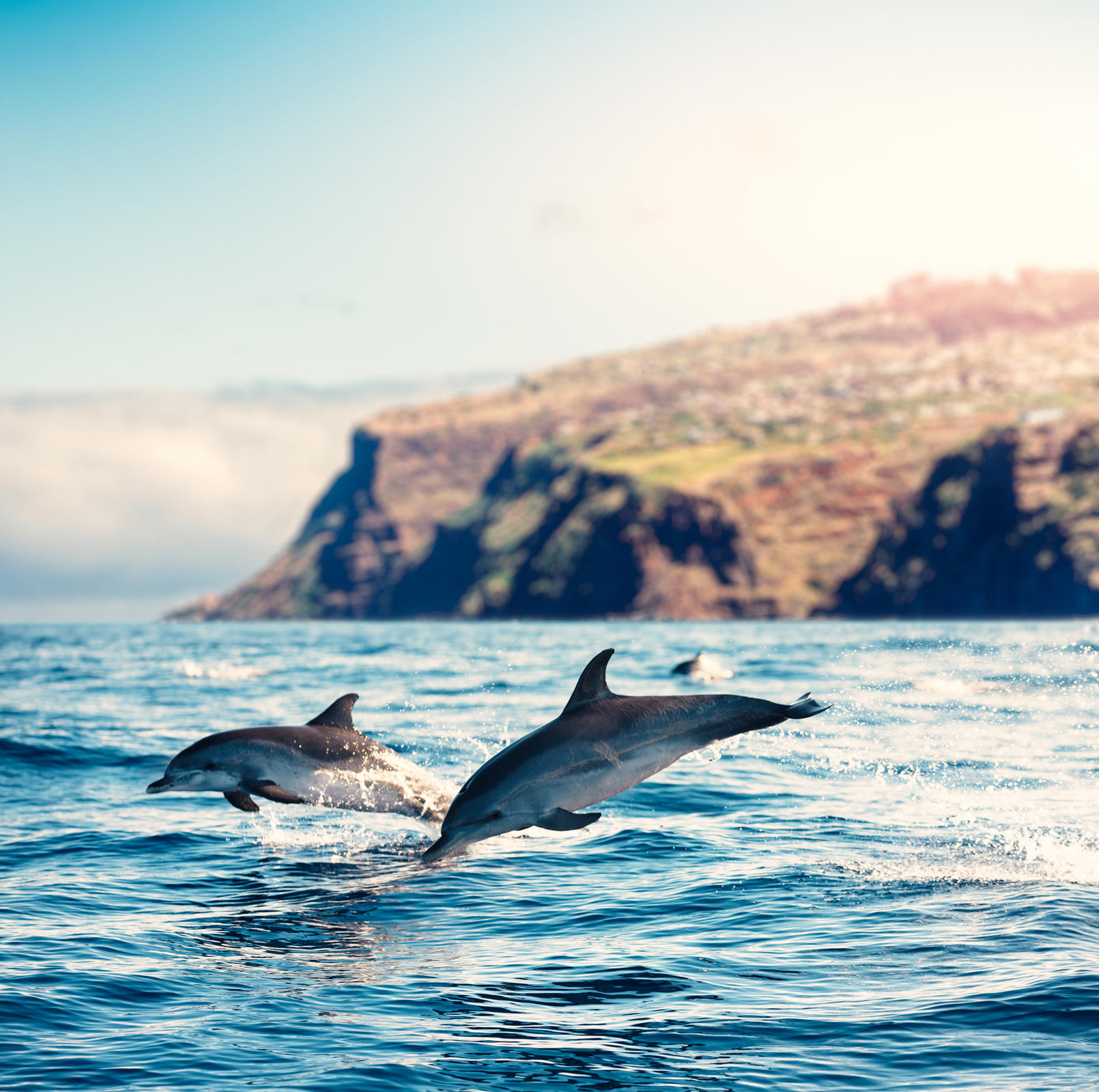 essencias-da-ilha-da-madeira-5-dias_1.jpg
