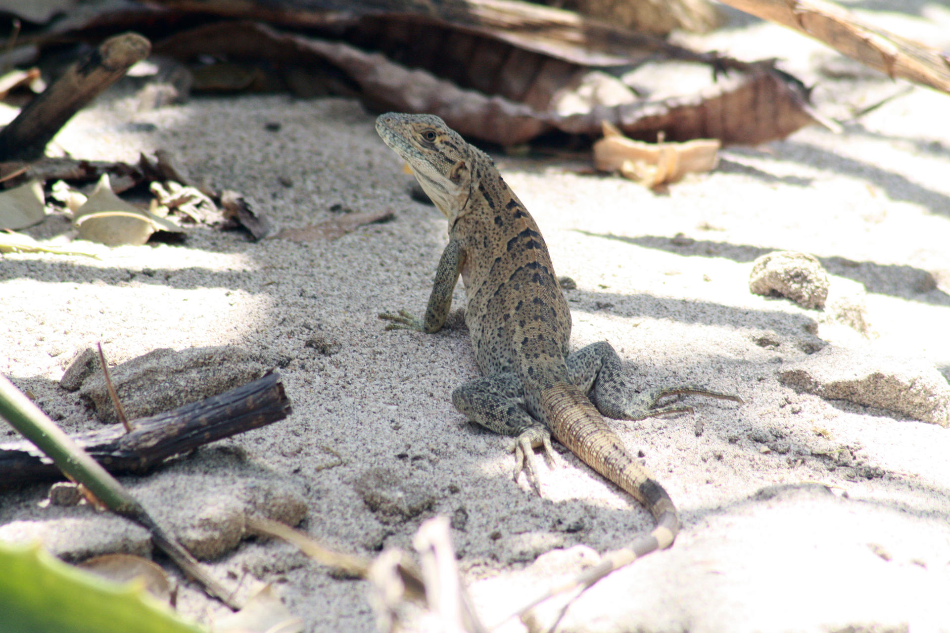 combinado-san-jose-e-guanacaste_1.jpg