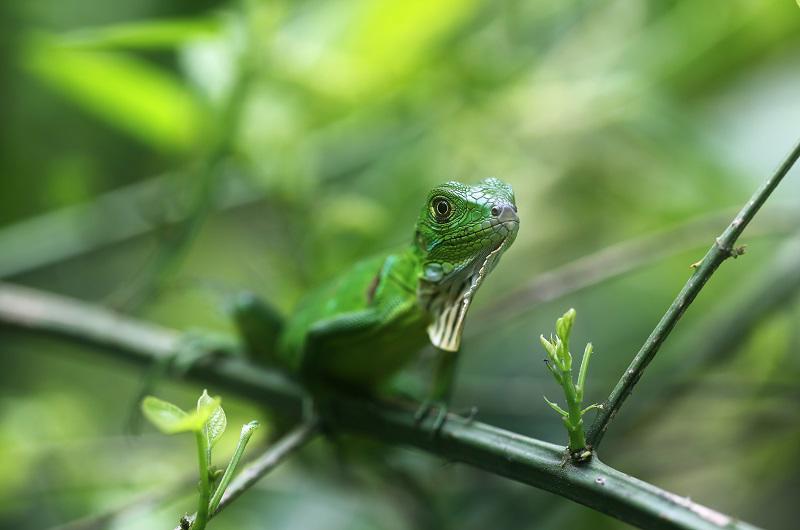 costa-rica-magica-c-manuel-antonio-fly-drive-5534_8.jpg