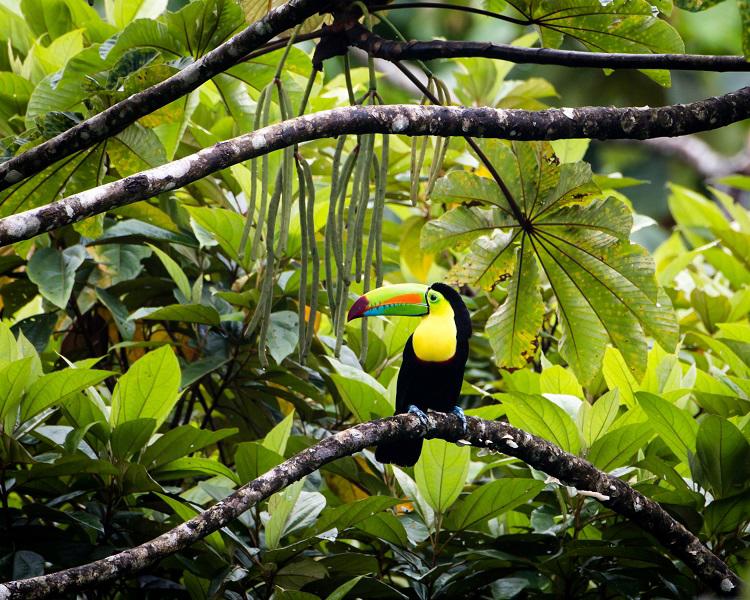 pura-vida-c-guanacaste-fly-drive-5532_3.jpg