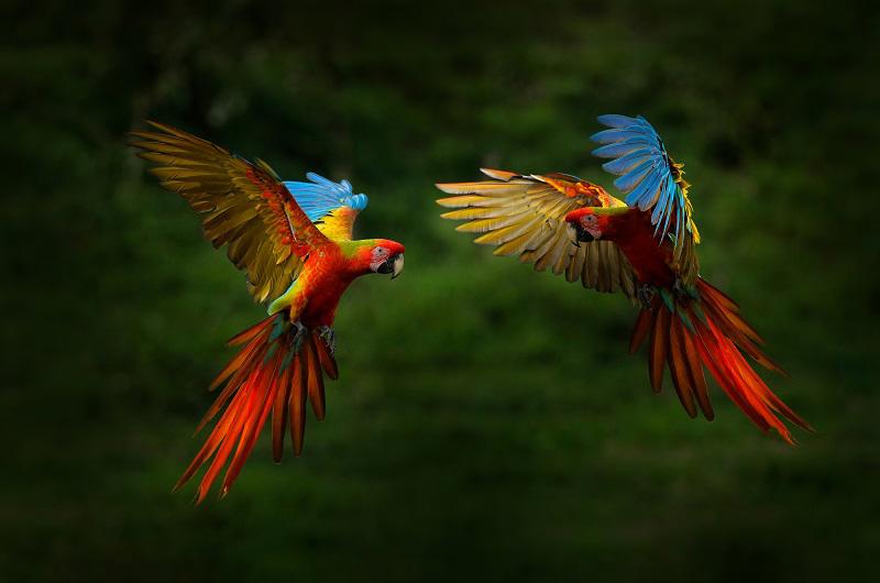 pura-vida-c-manuel-antonio-fly-drive-5530_6.jpg