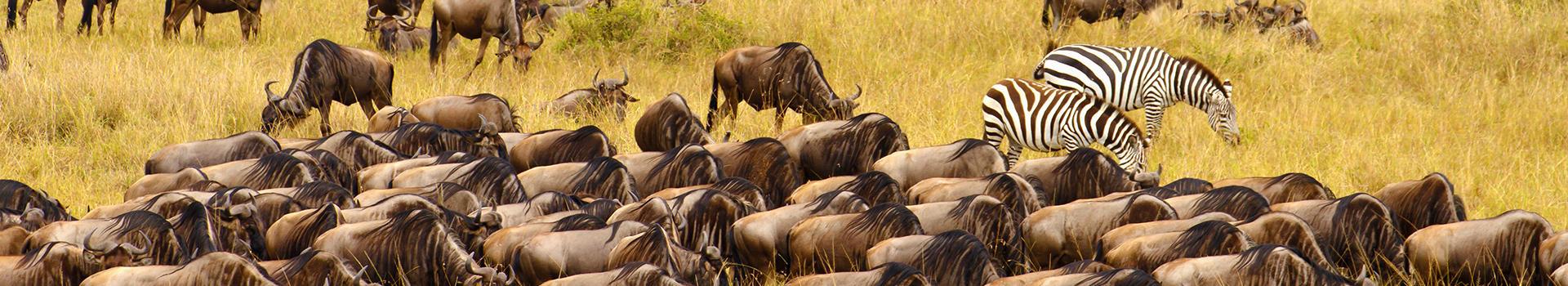 safari-essencias-da-tanzania-maldivas-5328_1.jpg