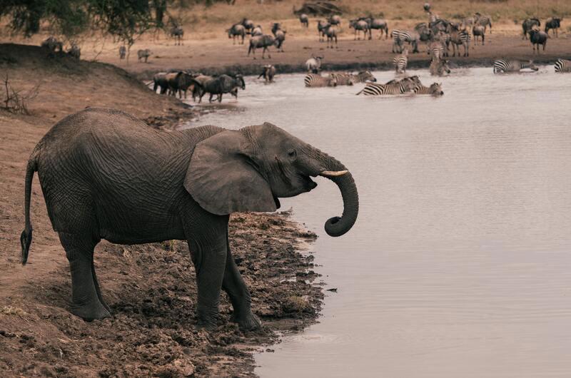 safari-essencias-da-tanzania-mauricia-5327_7.jpg