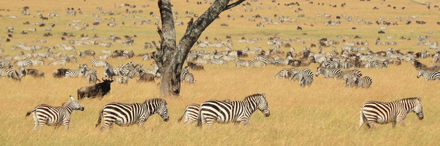safari-ngorongoro-privado-1692_2.png