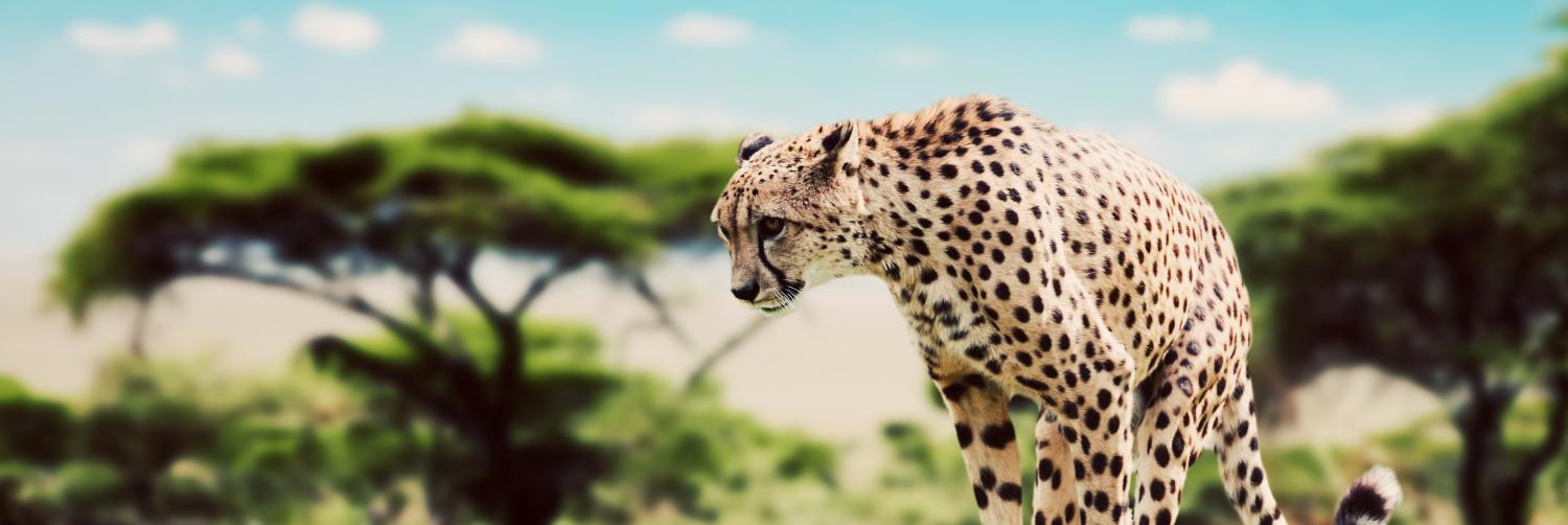 safari-ngorongoro-zanzibar-722_2.png