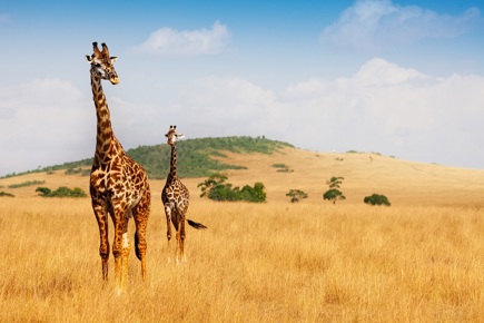 safari-planicies-da-tanzania-1480_0.jpg