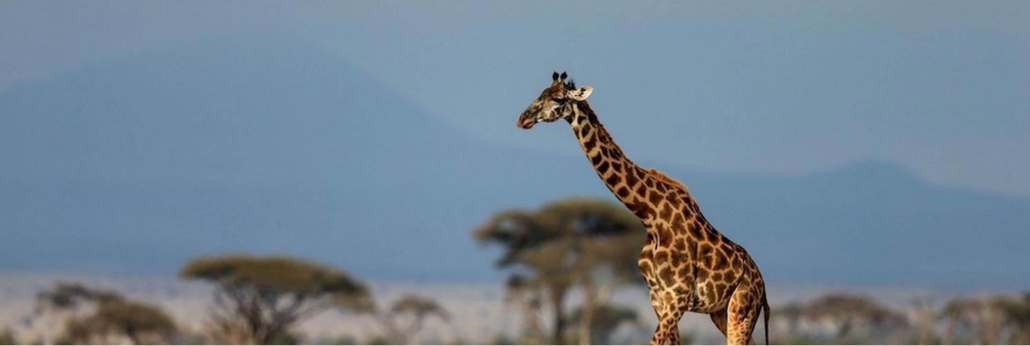 safari-rift-valley-zanzibar-236_3.png