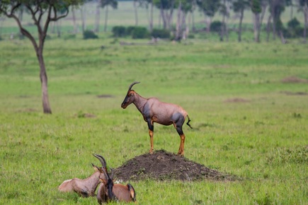 safari-twiga-privado-zanzibar-5039_0.jpg
