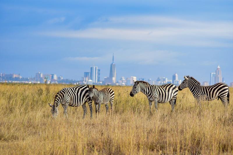 safari-twiga-privado-zanzibar-5039_1.jpg