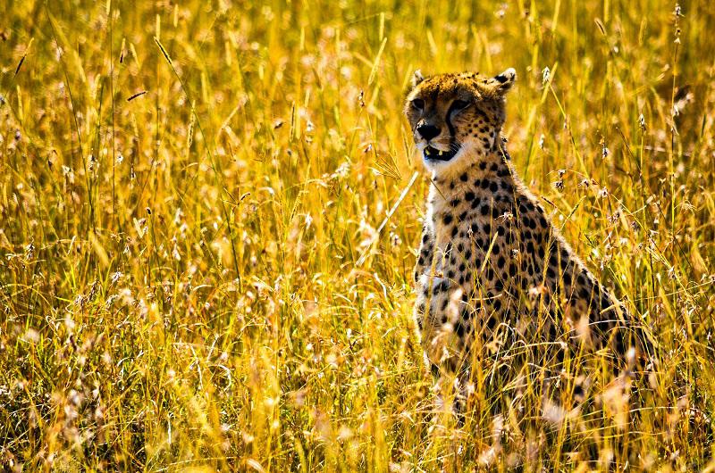 safari-twiga-privado-zanzibar-5039_2.jpg