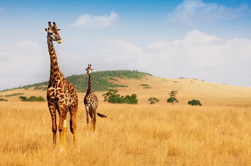 safari-wazi-maldivas-5954_0.jpg