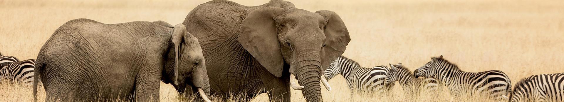 safari-wazi-maldivas-5954_2.jpg