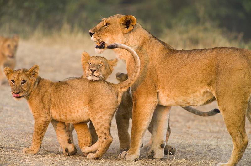 safari-wazi-maldivas-5954_4.jpg