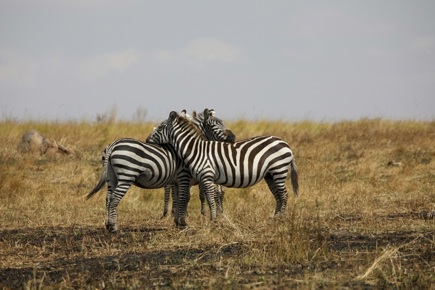 tanzania-de-encanto-4409_0.jpg