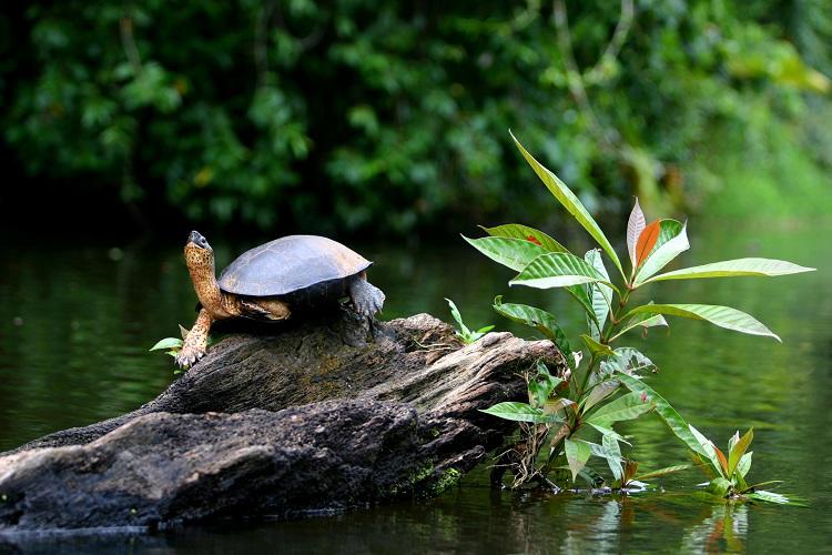 tortuguero-c-manuel-antonio-fly-drive-6529_3.jpg