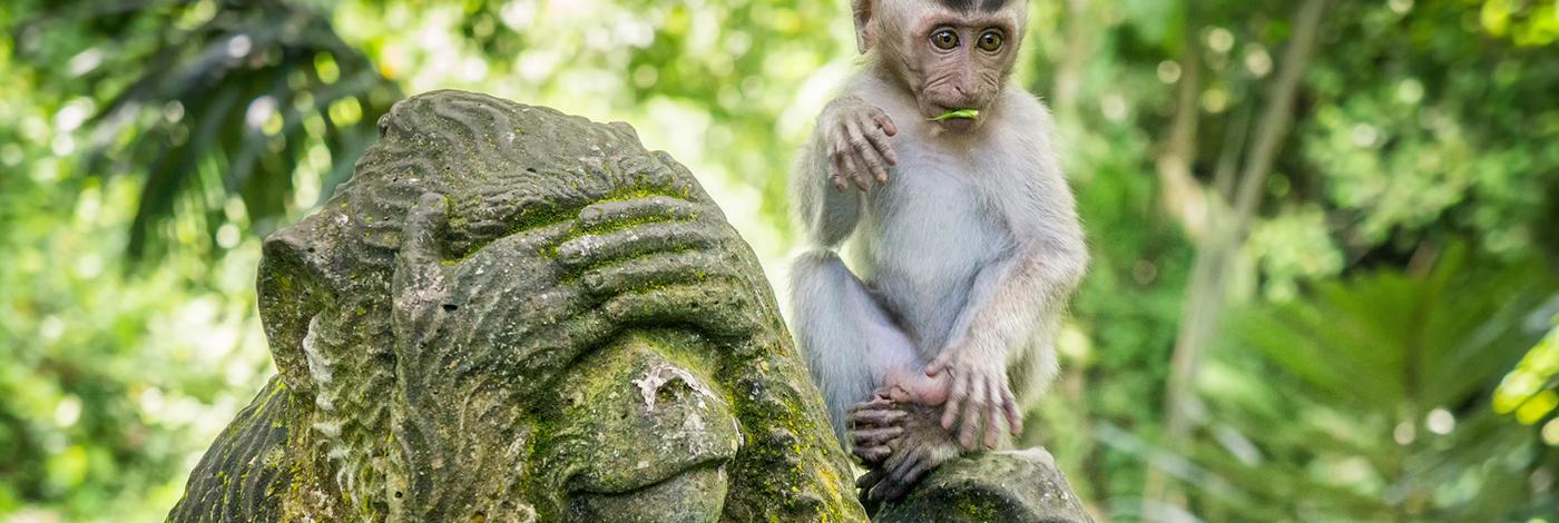 bali-natureza-mistica-14_1.png