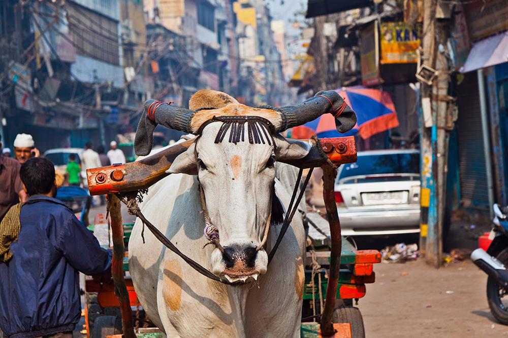 india-encantada-e-varanasi-95_3.jpg