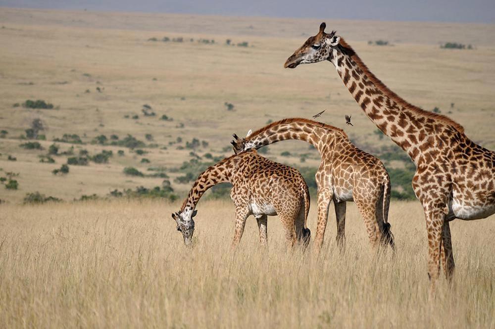 jambo-tanzania-com-zanzibar-330_2.jpg