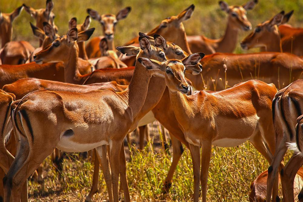 kifaru-safari-serena-lodges-206_0.jpg