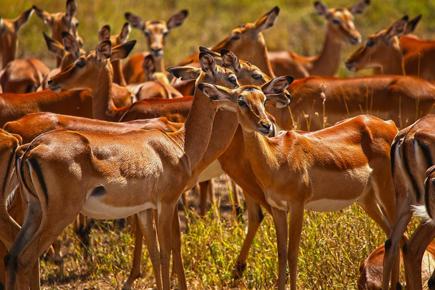 kifaru-safari-serena-lodges-206_0.jpg