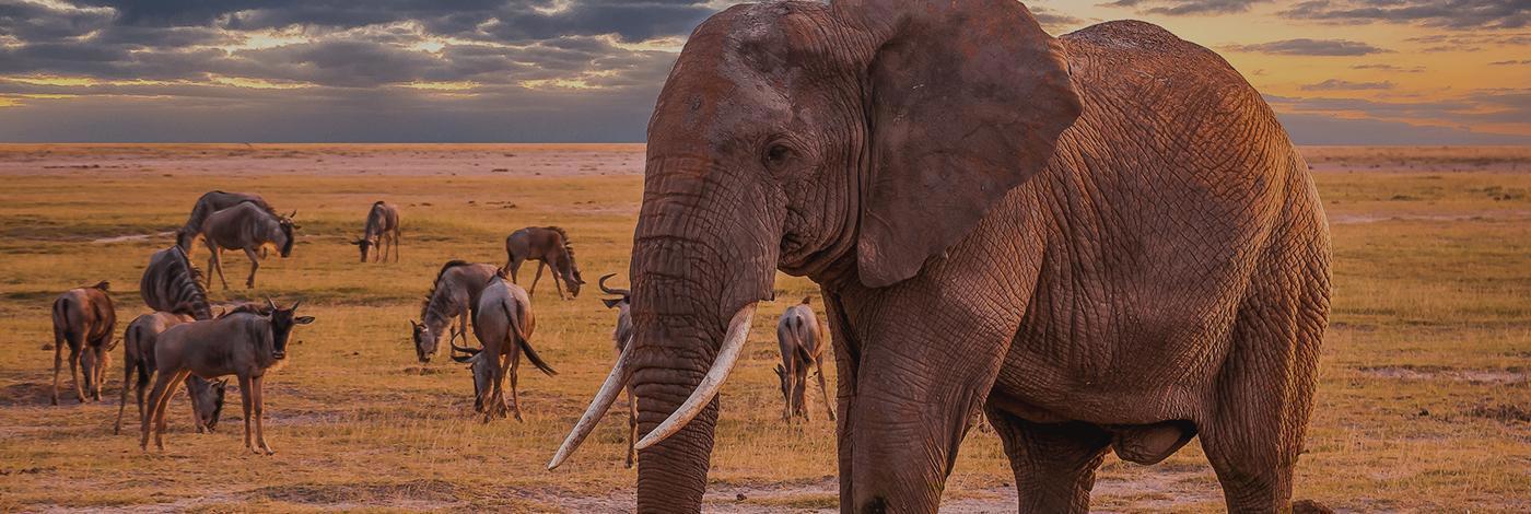 kifaru-safari-serena-lodges-206_1.jpg