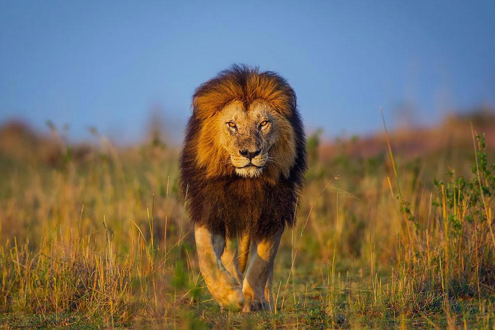 kifaru-safari-serena-lodges-206_2.jpg