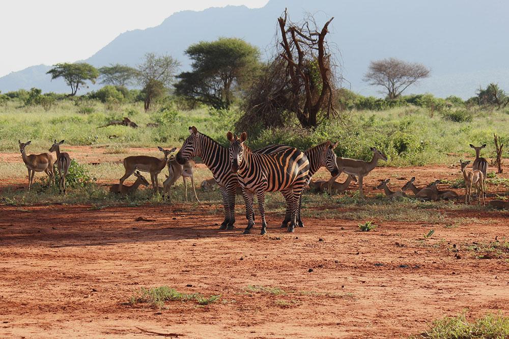 kifaru-safari-serena-lodges-206_3.jpg