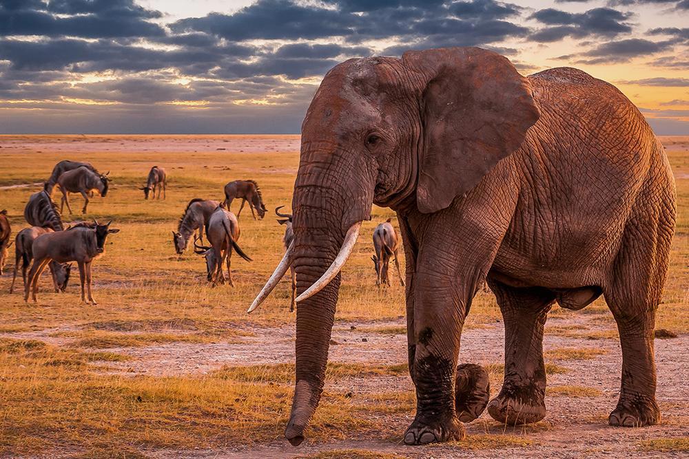 kifaru-safari-serena-lodges-206_5.jpg