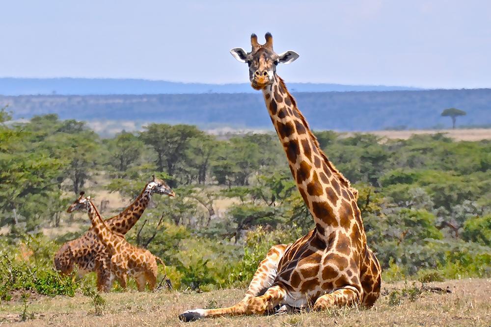 kifaru-safari-serena-lodges-206_6.jpg