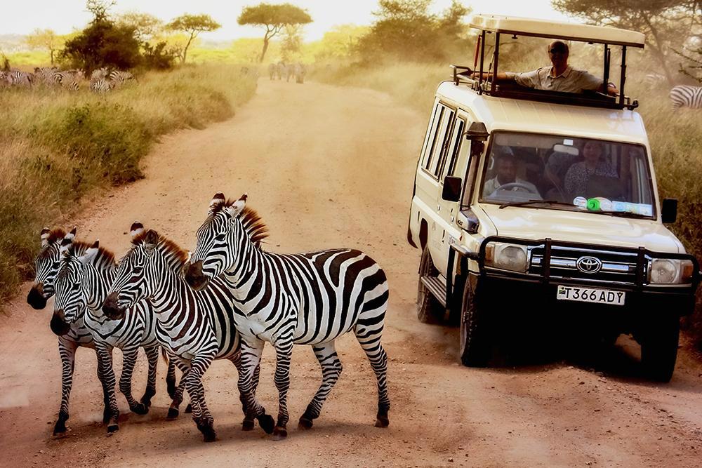 mufasa-safari-com-zanzibar-629_0.jpg