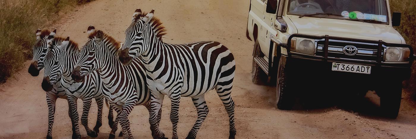 mufasa-safari-com-zanzibar-629_1.jpg