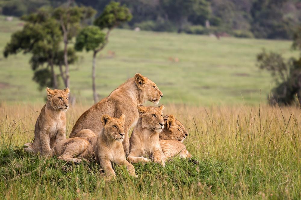 mufasa-safari-com-zanzibar-629_2.jpg